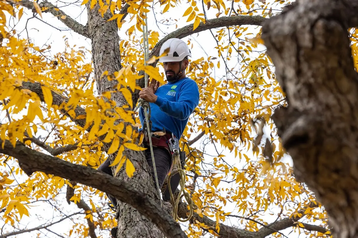 Skilled Tree Pruning crew working in Keisterville