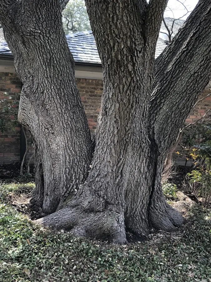 Mature heritage tree close to a Keisterville property cared for by certified arborists